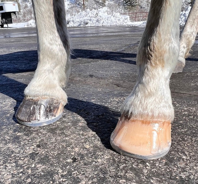 3D horseshoe from EasyCare Inc