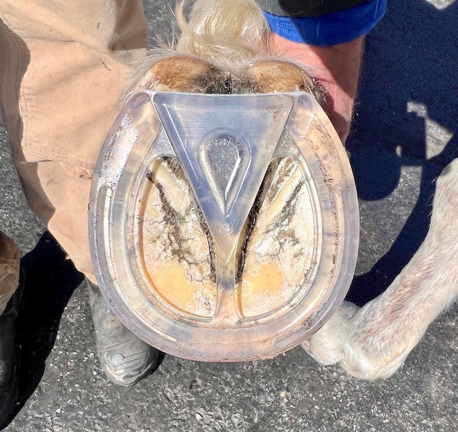 EasyShoe 3D on horse hoof