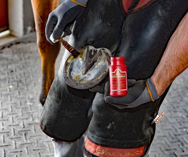 Kevin Bacons Hoof Solution being applied