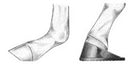 Dalric heel extension foal shoe diagram