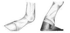 Dalric heel extension foal shoe diagram